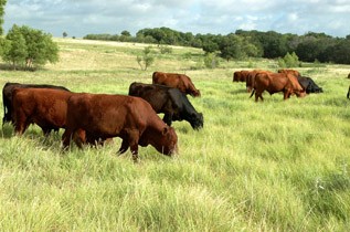Benefits-Cows in Texas Field