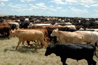 HMI Healthly Land, Sustainable Future, Cattle Grazing in Texas - Dorught Mitigation