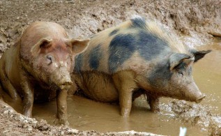 HMI Healthy Land, Sustainable Future Pigs on Farm