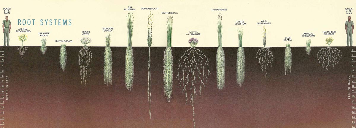 Насколько корень. Глубина корневой системы деревьев. Корневая система растений глубина. Растения с неглубокой корневой системой.