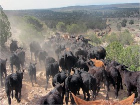 Ranney Ranch, Holistic management practitioners, cattle