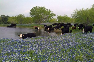 77-Ranch-cows-in-bluebonnetsSMALL