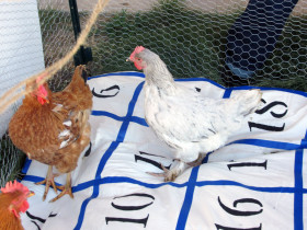 Chicken Sheet Bingo!