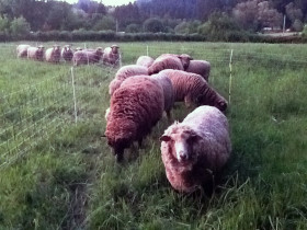 Rhoby uses portable electro-mesh fencing to manage grazing on her permanent pasture. The flock are Romeldale/CVM, a California heritage breed.