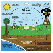 Carbon Cycle Institute Graphic