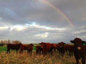 rainbow over cows