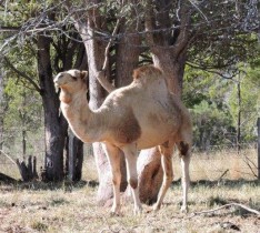 Camels at Glenrock add diversity and eat plants the cows will not eat and cannot reach.