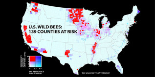 A new UVM study of wild bees identifies 139 counties in key agricultural regions of California, the Pacific Northwest, the Midwest, west Texas and the Mississippi River valley that face a worrisome mismatch between falling wild bee supply and rising crop pollination demand. (PNAS doi:10.1073.pnas.1517685113)