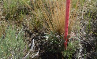 T4-Healthy-Idaho-Fescue-cropped-for-soil-page
