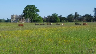 cattle grazing at Croome Park