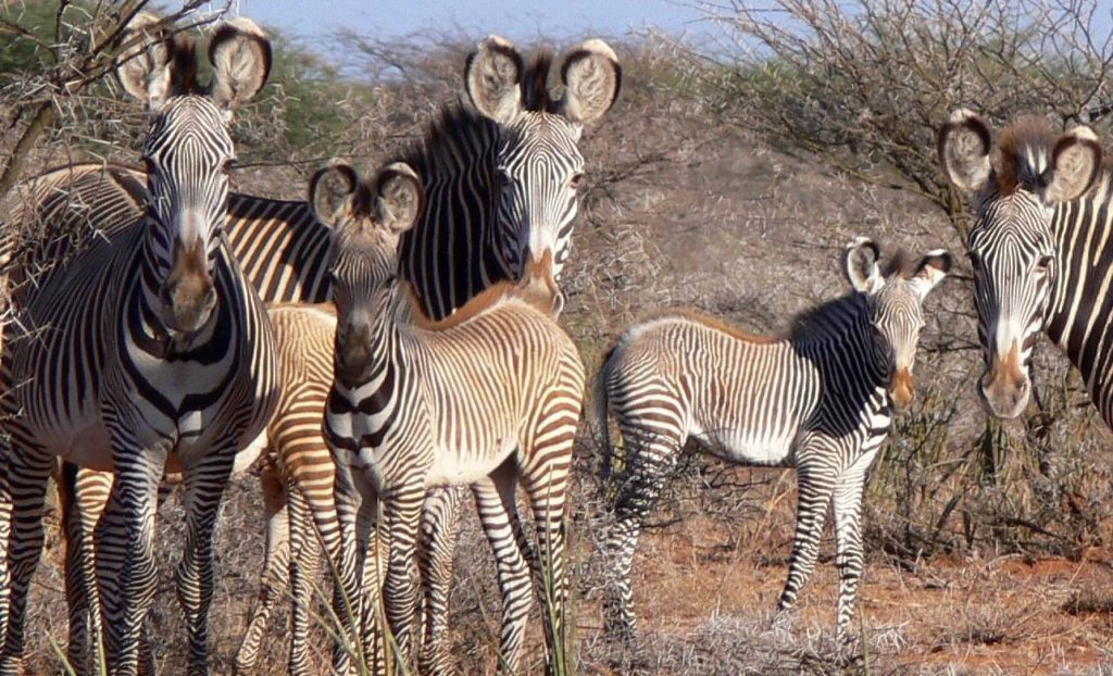 grevy cropped for soil page