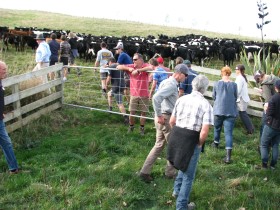 NewZealandchecking cows 1