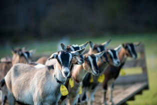 Calley-Hastings-Goats-Close-up.small_-314x210