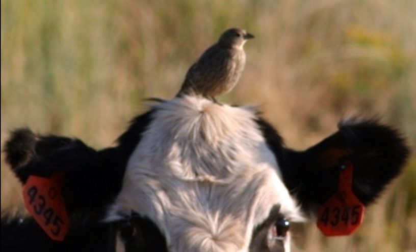 Deseret cow and bird