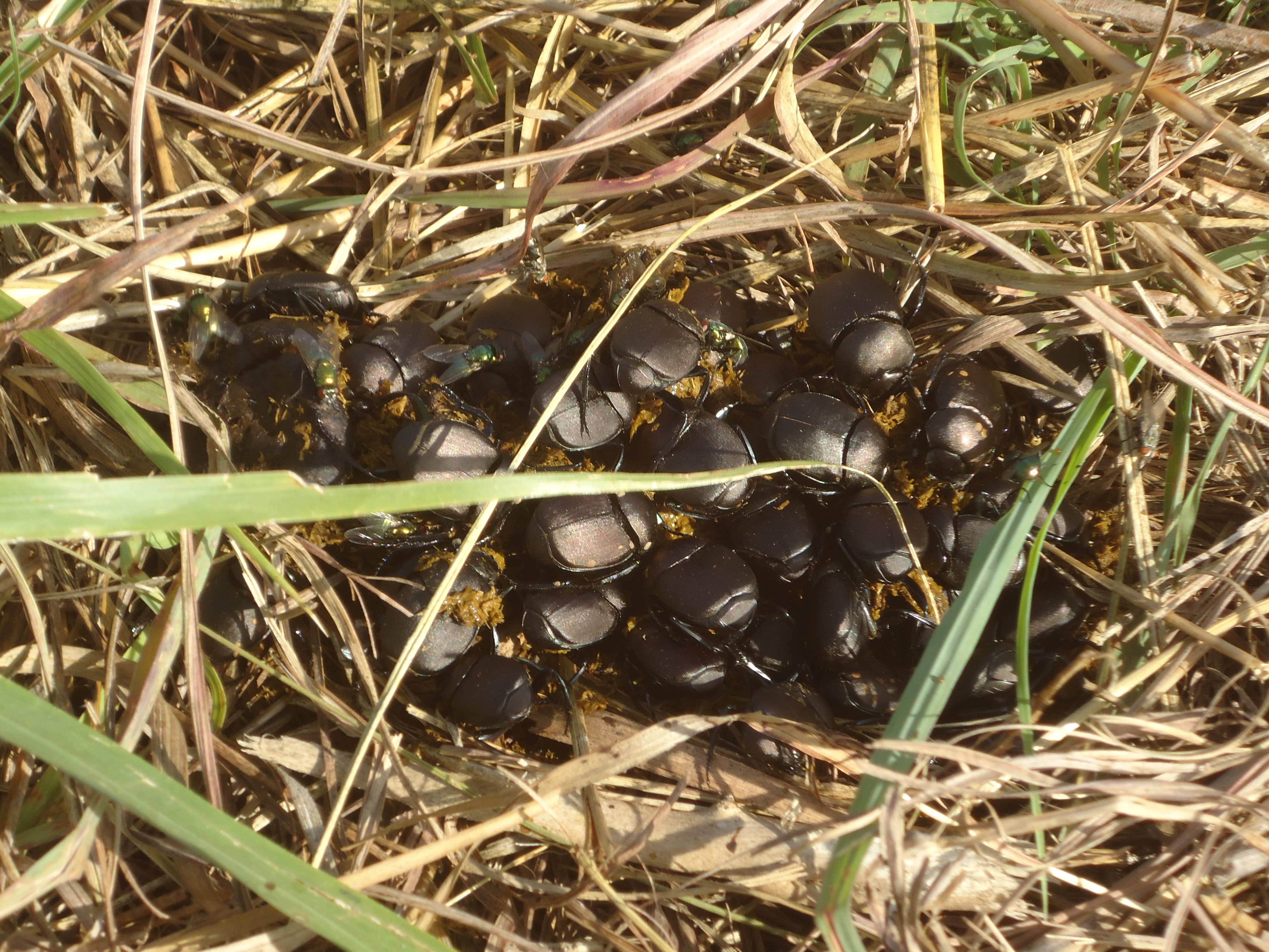 regen sol Morrison - dung beetles